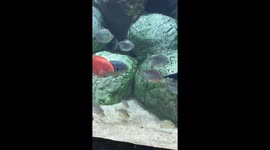 newsflare stingray tries to