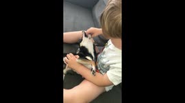 Dog with children having fun