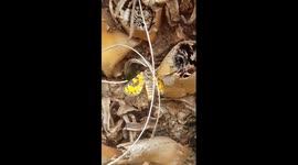 Cheetah moth searching for a place to lay her eggs