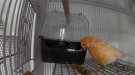 Canary taking a bath