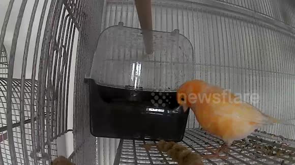 Canary taking a bath