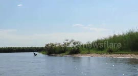 Fish Eagle Rescue after it Catches Lure