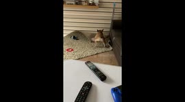 French Bulldog Goes on a mad run after Bath