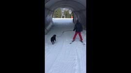 Every year on Christmas Day, Samba gets to join us for one run down (one is enough to get her to sleep all afternoon!). Video taken last year in Morillion, French Alps
