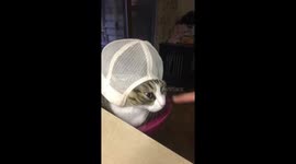 Cat vs ballcap