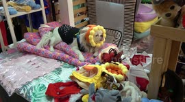 Favourite Pet Moments from Thailand