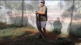 The strenth of a southern african python