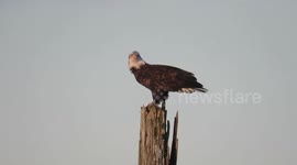 Bald eagle eating prey on a post
