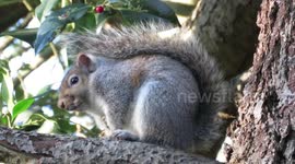 Grey squirrel near the holly bush