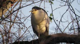Black Capped Red Eyed Night Heron