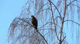 Two red tailed hawks in the sunshine