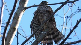 Cooper’s hawk drying her wet feathers