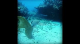 Nurse shark vision