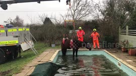 Horse winched out of swimming pool after wandering in on New Year's Eve