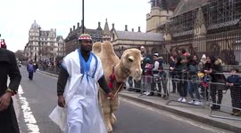 Fun camel is moving past the Houses of Parliament at London New Year Day Parade 2019