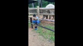 Baby elephant prods trainer with his trunk to try and get him to play