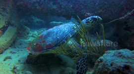 Hawksbill turtle