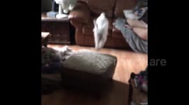 The floor is lava: Watch how this adorable puppy gets across the room
