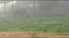 Brave dog helps defend village against lone elephant