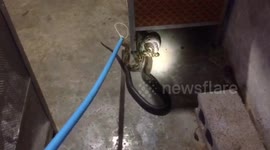 Python and king cobra found fighting on shop floor