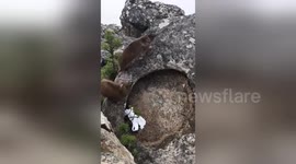 Woman flees in panic as fighting badger leaps onto her