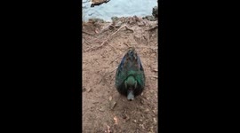 Adorable Emerald Duck Quacks For Food