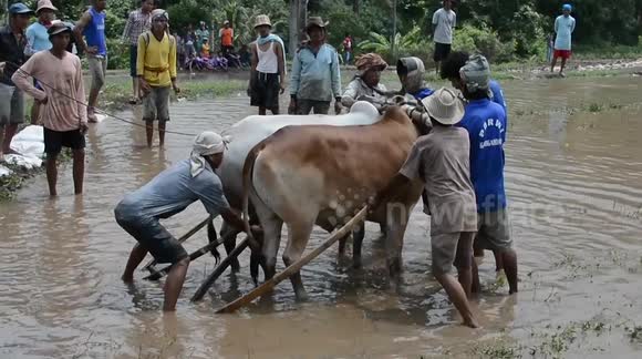 the tradition of the minangkabau pacu jawi
