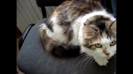 Cat sees the snow for the 1st time / Кошка впервые увидела снег