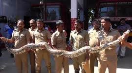 15-foot-long python scares devotees after slithering into temple in South India