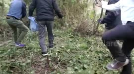 A Giant Python rescued by rescuers in Tezpur