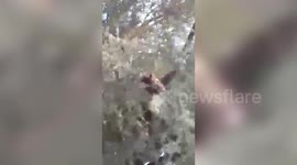 Rogue leopard climbs atop tree to avoid being lynched by angry villagers in India