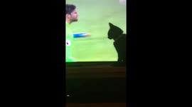Cat obsessed with football