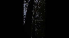 Birds settling in for the night in the forest