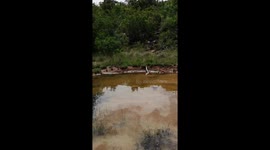 Big Southern African Python come out a small waterhole
