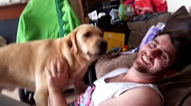 Ignoring a Labrador. Almost 20 million you tube views!