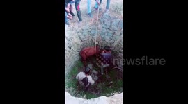 Group of people pull out a calf after it had fallen into the well in Rajasthan