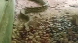 Escaped zoo python caught in family's laundry room