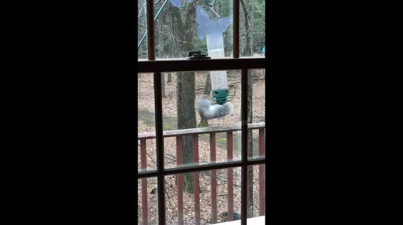 Newsflare Hilarious Moment Squirrel Is Caught Spinning From Bird