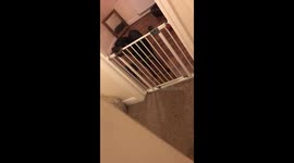 Rottweiler puppy unlocks his doggy fence to escape