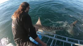 Will They Collide! Great White Sharks Go Head To Head!