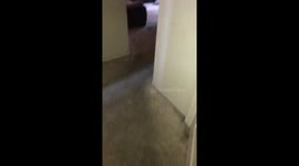 In the house nerf fight