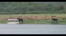 Tour boat cornered by a Massive male elephant bull who comes within a few feet and big male Hippo watching from 50ft away. 