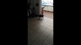 Baby collie puppy chasing her tail