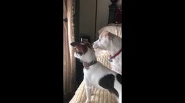 Dog talks to squirrel