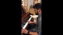 My boyfriend is teaching my dog how to play the piano @dog_rates https://t.co/2LwNO6n5n4