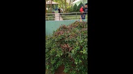 Thousands of snakes lives on the tree