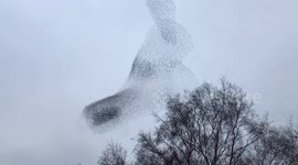 Huge flock of birds fly into the shape of a rabbit