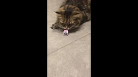 Cat and dice love