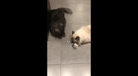 Cats obsessed with tea