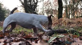Dog destroying a stick